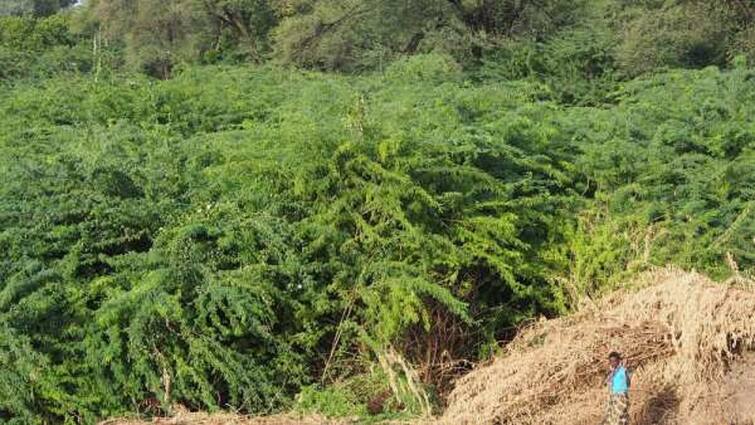 Oak Trees That Cause Accidents: Do You Know Where? முகத்தை பதம் பார்த்து விபத்தை ஏற்படுத்தும் கருவேல மரங்கள்: எங்கு தெரியுங்களா?