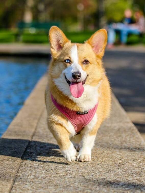 आपके पास है पालतू कुत्ता तो उसे खाने में ये चीजें दें