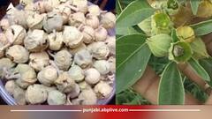 ਬਲੱਡ ਸ਼ੂਗਰ ਤੋਂ ਲੈ ਕੇ ਭਾਰ ਘਟਾਉਣ ਲਈ ਰਾਮਬਾਣ ਪਨੀਰ ਦੇ ਫੁੱਲ, ਜਾਣੋ ਇਸ ਦੇ ਹੋਰ ਫਾਇਦੇ