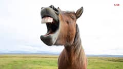 क्या दांतों को देखकर ही बताई जा सकती है घोड़े की उम्र, आखिर कैसे होता है यह कमाल?