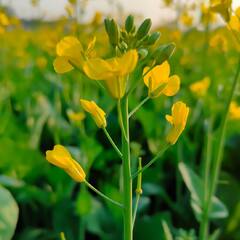 Mustard Seeds Benefits: ਸਰ੍ਹੋਂ ਦੇ ਬੀਜ ਚਮੜੀ ਲਈ ਹੁੰਦੇ ਨੇ ਫਾਇਦੇਮੰਗ, ਦੇਖੋ ਹੋਰ ਕੀ ਕੀ ਨੇ ਲਾਭ