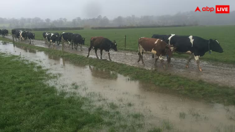 protect your cattle in flood it becomes important to ensure the safety of your cattle during flood season read article In Gujarati જાણો પૂર દરમિયાન ગાયો અને ભેંસોના જીવ કેવી રીતે બચાવી શકાય, આ પદ્ધતિઓ તમારા માટે ઉપયોગી થશે