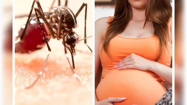 If dengue fever occurs during pregnancy, not only the mother but also the unborn child may be at risk.