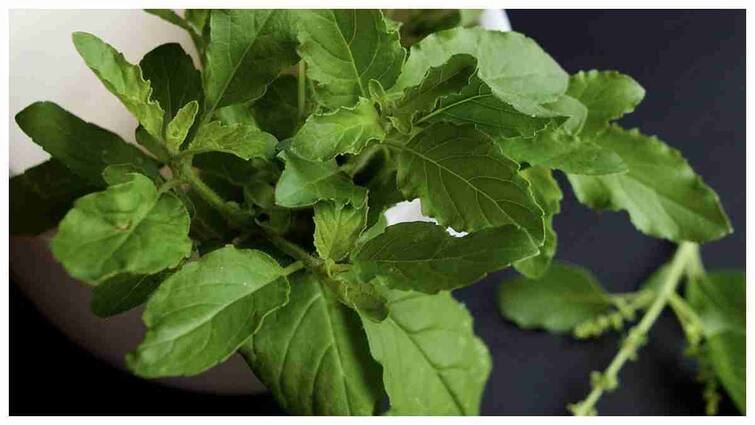 Compelling reasons to start your day by eating tulsi leaves on empty stomach Tulsi Leaves: పరగడుపున తులసి ఆకులను తింటే ఎన్ని ప్రయోజనాలో తెలుసా?