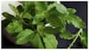 Tulsi Leaves: పరగడుపున తులసి ఆకులను తింటే ఎన్ని ప్రయోజనాలో తెలుసా?