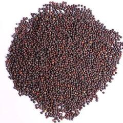 Mustard Seeds Benefits: ਸਰ੍ਹੋਂ ਦੇ ਬੀਜ ਚਮੜੀ ਲਈ ਹੁੰਦੇ ਨੇ ਫਾਇਦੇਮੰਗ, ਦੇਖੋ ਹੋਰ ਕੀ ਕੀ ਨੇ ਲਾਭ