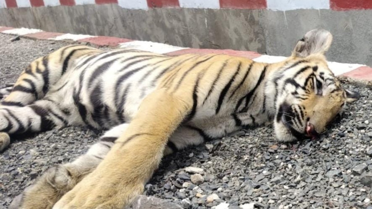 Tiger Death: एमपी में नहीं थम रहा बाघों की मौत का सिलसिला, अब सीहोर में रेलवे ट्रैक पर मिला शव