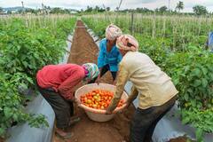 Tomato Price Hike: टमाटर 80 रुपये किलो के पार, तीन सप्ताह तक खराब नहीं होती टमाटर की ये दो किस्में