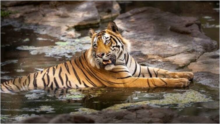 MP Tiger skeleton found in chiklod forest near bhopal postmortem report awaited ann एमपी में नहीं रुक रहा बाघों की मौत का सिलसिला, अब चिकलोद जंगल में मिला कंकाल, शिकार की आशंका