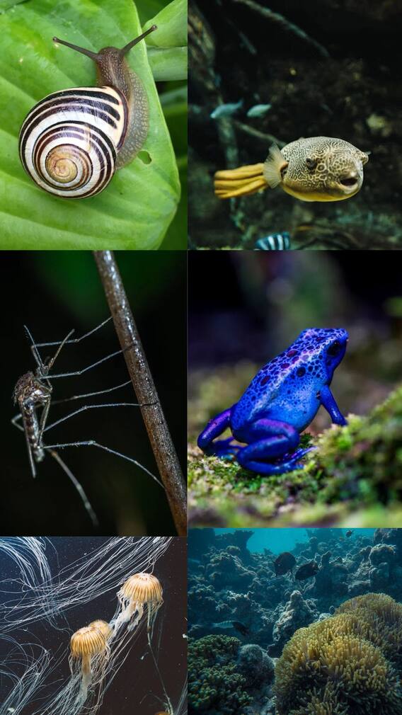 மனிதர்களை நொடியில் கொல்லும் உயிரினங்கள்