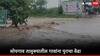 Chhtrapati Sambhajinagar Rain: सोयगावात बेफाम पावसामुळे तीन नद्यांना पूर, पाण्याचा अंदाज न आल्याने दोन बैलांचा मृत्यू, जनजीवन विस्कळीत