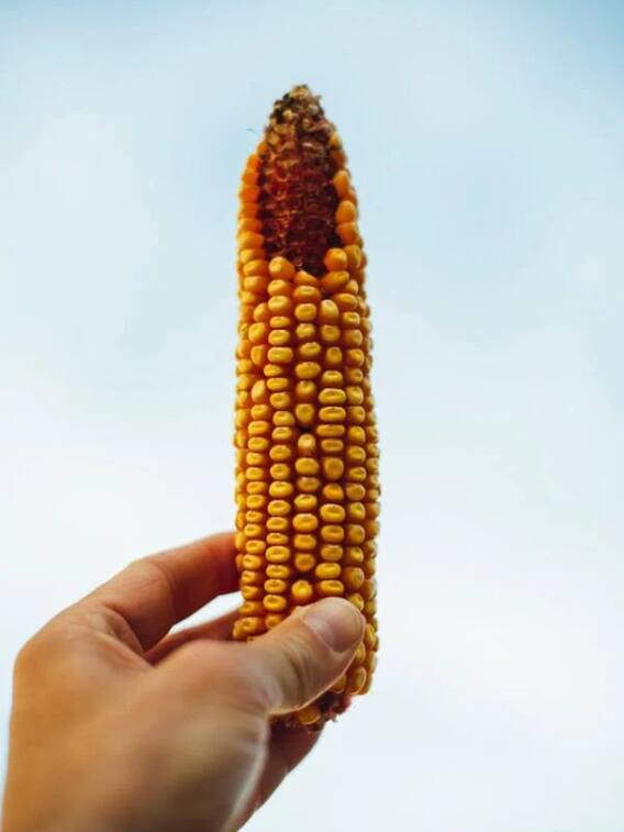 ​भुट्टे में कौन कौन से विटामिन होते हैं?