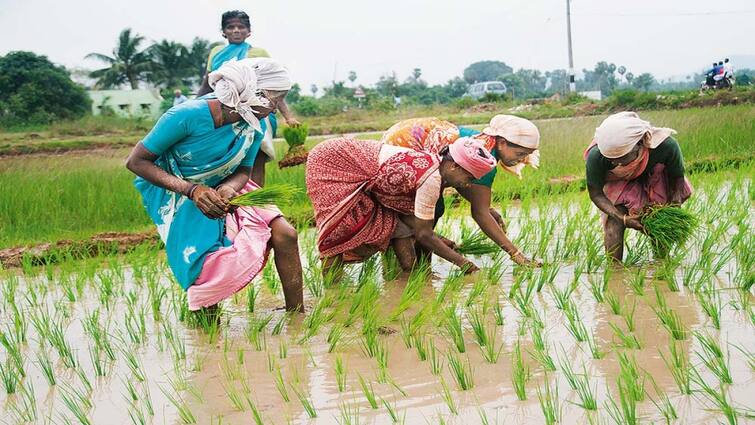 Union Budget 2024 finance minister nirmala sitharaman big announcement to the farmer and farming agriculture in modi govt Budget 2024: ખેડૂતોને મળશે આવી નાણાંકીય સહાય, ખેત ઉત્પાદન, સપ્લાય ચેઇન-સંશોધનની યોજનાઓનું એલાન