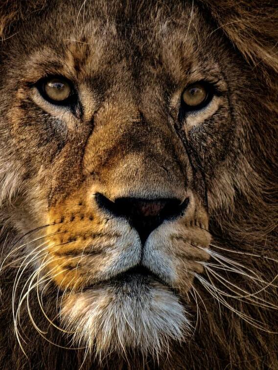 शेर कितने घंटे सोते हैं