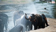 कितने किलो का होता है हाथी का दिमाग, जानते हैं आप?