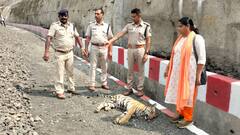 सीहोर में घायल शावकों के इलाज के दौरान आई बाघिन, जान बचाकर भागा वन अमला