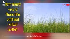 Health News: ਇਸ ਜੰਗਲੀ ਘਾਹ ਦੇ ਸਿਰਫ ਇੱਕ ਨਹੀਂ ਸਗੋਂ ਅਨੇਕਾਂ ਫਾਇਦੇ, ਸੋਜ ਘਟਾਉਣ ਤੋਂ ਲੈ ਕੇ ਤਣਾਅ ਕਰਦੀ ਦੂਰ