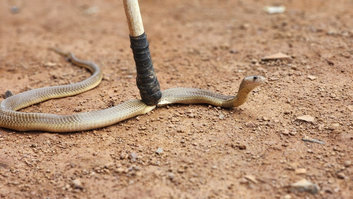 World Snake Day: बस्तर में 6 महीने के दौरान सर्पदंश से 10 लोगों की मौत, डॉक्टर से जानें कैसे बचा सकते हैं जान