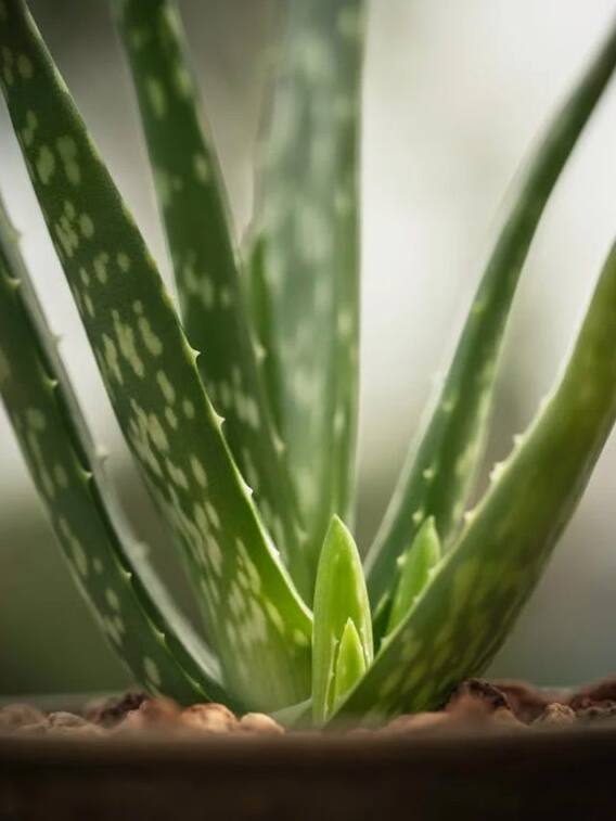 घर में लगे एलोवेरा से चमकने लगेगी स्किन, ऐसे करें यूज