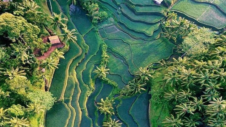 Tegalalang rice field: Tegalalang is famous for its beautiful rice terraces that cascade down the hillside. These fields are carefully cut in a terraced layout, creating a graceful and stunning pattern. If you’re planning a trip to Bali, make sure to add a visit to the Ubud rice fields to your itinerary. (Image source: Twitter/ Into The Ghastly Woods)
