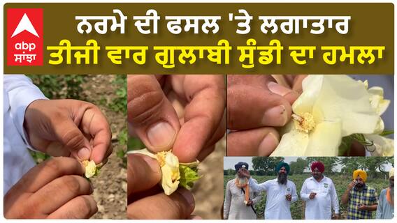 Abohar - ਨਰਮੇ ਦੀ ਫਸਲ 'ਤੇ ਲਗਾਤਾਰ ਤੀਜੀ ਵਾਰ ਗੁਲਾਬੀ ਸੁੰਡੀ ਦਾ ਹਮਲਾ