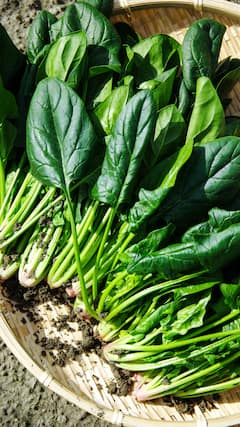 પાલક બની શકે છે 'ઝેર'! આ 6 લોકોની તબિયત બગડી જશે