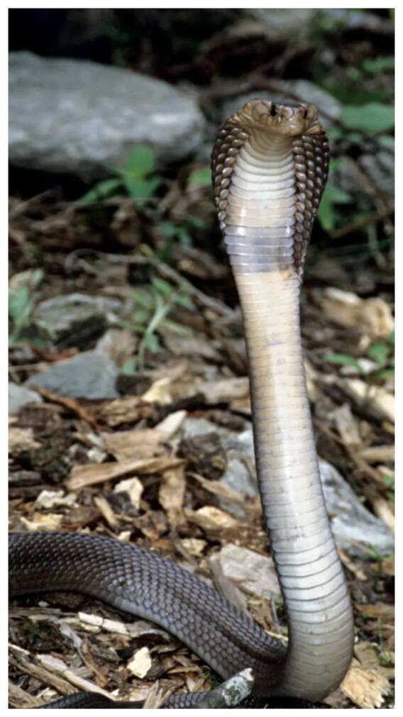 ये  पौधे जो सांप को रखेंगे आपके घर से दूर