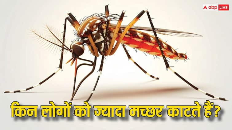 pregnant women attract more mosquitoes due to the greater body heat and metabolic rate Mosquito Bites: प्रेग्नेंट महिलाओं और मोटे लोगों को ज्यादा क्यों काटते हैं मच्छर? ये है कारण