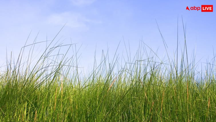 Discover the Many Benefits of This Wild Grass durva grass Stay Disease Free इस जंगली घास के एक नहीं कई हैं फायदे, बीमारी रहेगी दूर