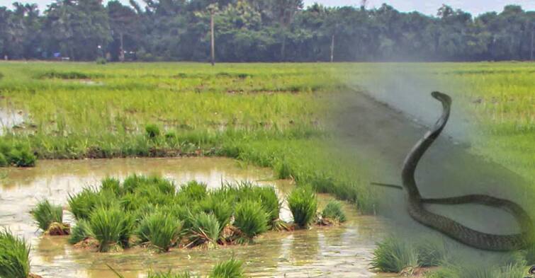 Farmers are proud to save agriculture to bear the snake உழவுக்கு துணை நிற்பதில் முக்கிய பங்காற்றும் பாம்புகள்: விவசாயிகள் பெருமிதம்