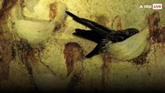 क्या चेहरा चमका देता है इस चिड़िया के घोसले से बना सूप, सोशल मीडिया पर इसे लेकर क्यों मचा हल्ला?