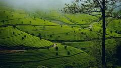 Lonavala To Chikmagalur: 8 Best Places To Travel In India During Monsoon