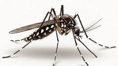 Dengue: डेंगू में क्यों पिलाया जाता है पपीते के पत्तों का जूस?