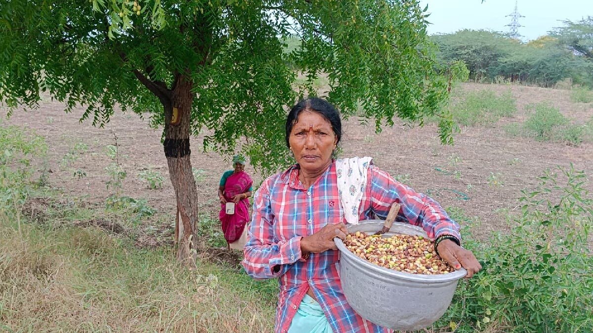 புதூர் சுற்று வட்டார பகுதிகளில் வேப்பமுத்து சேகரித்து வருவாய் ஈட்டும் பெண்கள்