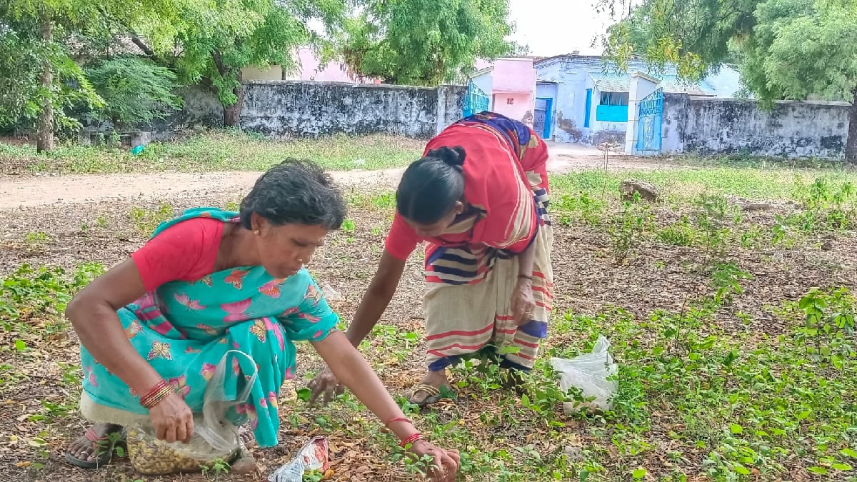 புதூர் சுற்று வட்டார பகுதிகளில் வேப்பமுத்து சேகரித்து வருவாய் ஈட்டும் பெண்கள்