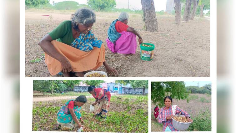 Thoothukudi news Women earn money by collecting neem pearls in pudhur area - TNN புதூர் சுற்று வட்டார பகுதிகளில் வேப்பமுத்து சேகரித்து வருவாய் ஈட்டும் பெண்கள்