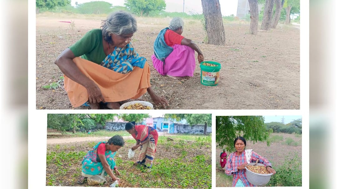 புதூர் சுற்று வட்டார பகுதிகளில் வேப்பமுத்து சேகரித்து வருவாய் ஈட்டும் பெண்கள்
