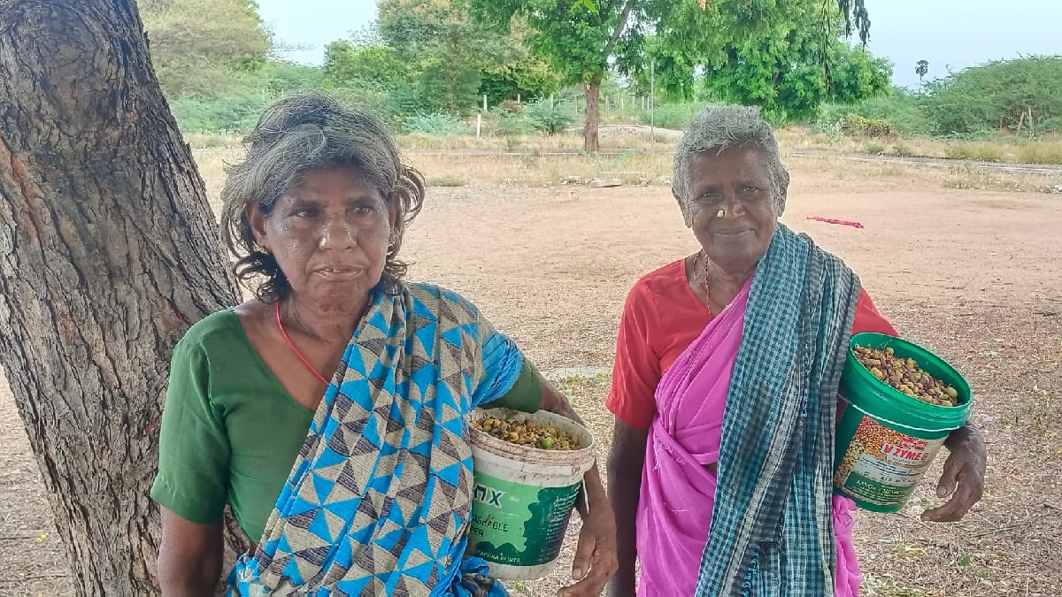 புதூர் சுற்று வட்டார பகுதிகளில் வேப்பமுத்து சேகரித்து வருவாய் ஈட்டும் பெண்கள்