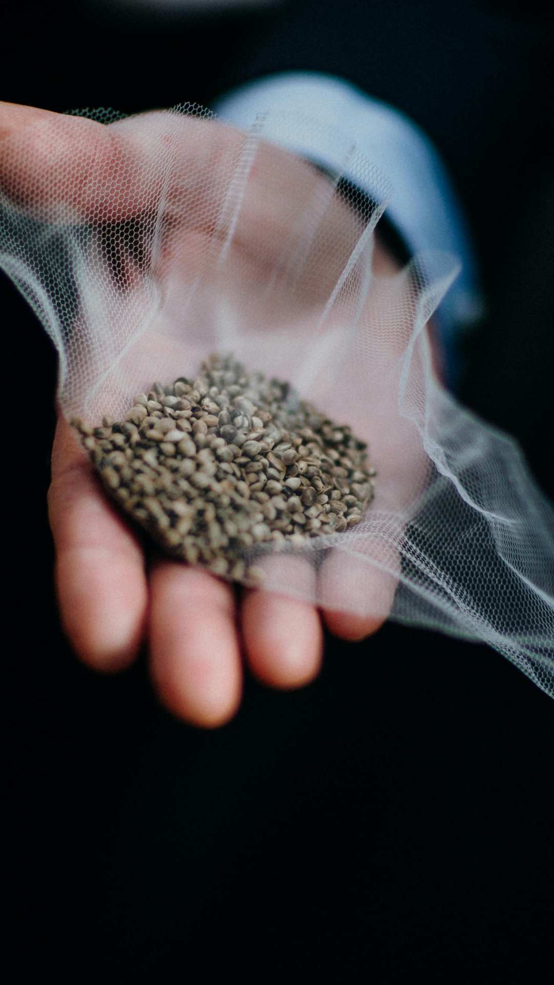 भांग के बीज