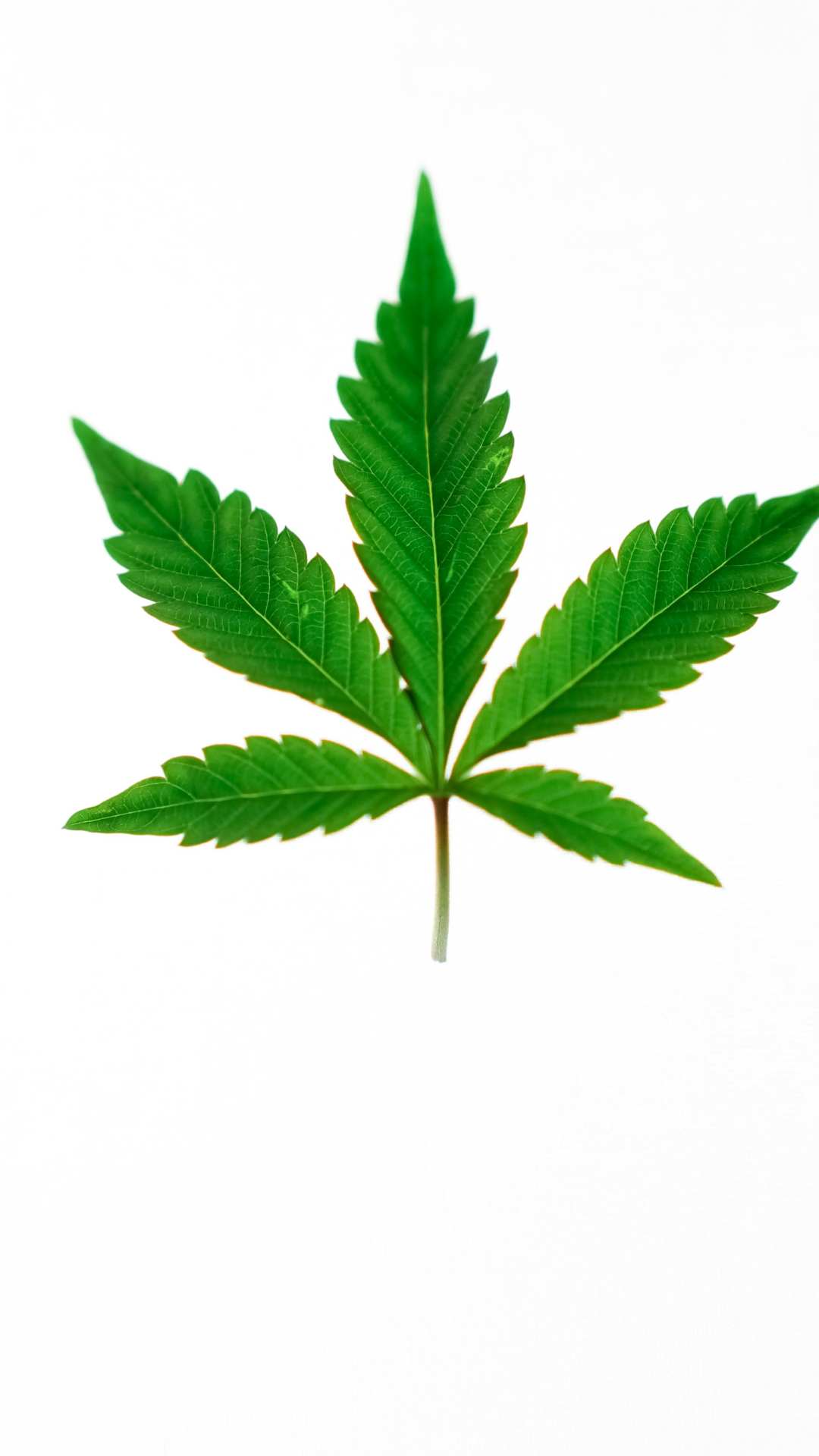 भांग के बीजों में ओमेगा-6 और