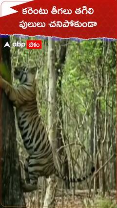 కరెంటు తీగలు తగిలి పులులు చనిపోకుండా.!