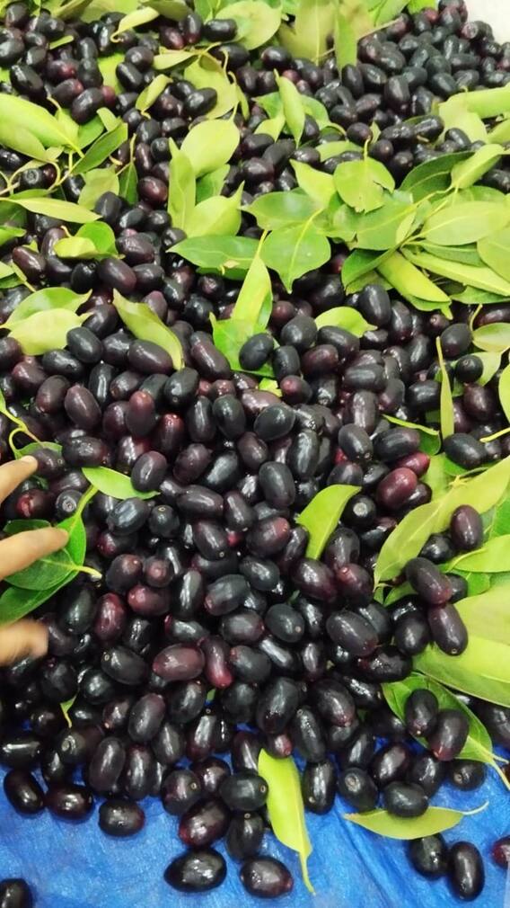 వర్షాకాలంలో నేరేడు పండ్లు ఎందుకు తినాలో తెలుసా?