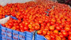 கலக்கமடையும் இல்லத்தரசிகள்..! உச்சத்தை நோக்கி செல்லும் தக்காளி விலையேற்றம்..! காரணம் இது தான்.!