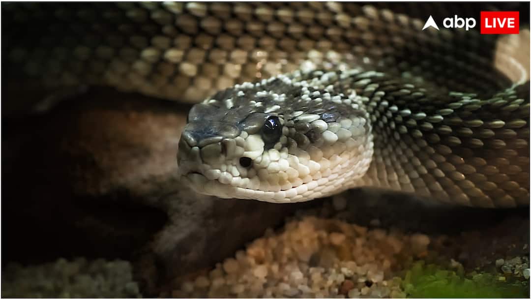 Snake phobia Vikas Dubey What is snake phobia how does a person feel that a snake is biting him स्नेक फोबिया क्या होता है, कैसे इंसान को लगता है कि उसे सांप काट रहा है