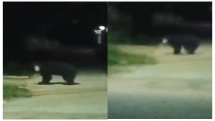 Tirunelveli news People are scared of a bear roaming on the main road - TNN சாலையில் சுற்றி திரிந்த கரடி; அச்சத்தில் உறைந்துள்ள நெல்லை  மக்கள்