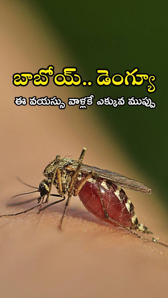 డెంగ్యూ లక్షణాలు ఇలా కూడా ఉంటాయా? వాళ్లకే ఎక్కువ ముప్పు