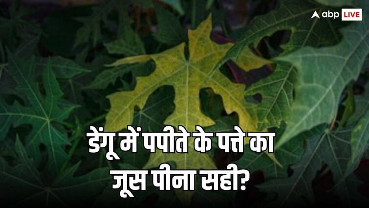 Why is papaya leaf juice given for dengue fever?