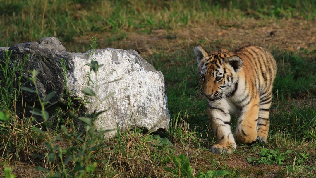 One Tiger Cub Killed, 2 Hurt In MP Train Hit. Injured Cubs Rescued From Site Tiger Cub Killed In MP After Hit By Train In Sehore Two Others Injured One Tiger Cub Killed, 2 Hurt In MP Train Hit. Injured Cubs Rescued From Site