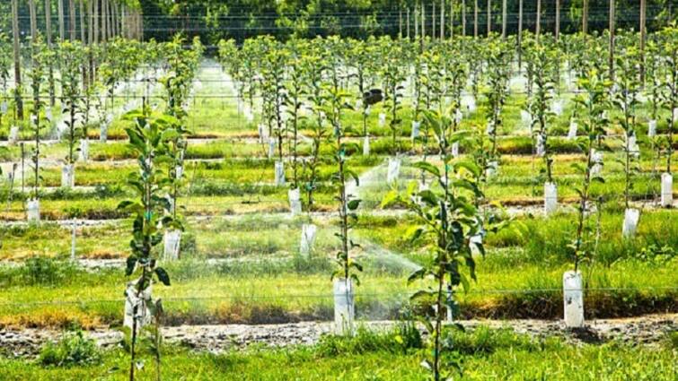 Lucknow News One lakh saplings will be planted on Kukrel river cm yogi plant tree ann Lucknow: कुकरेल नदी के किनारे लगाए जाएंगे एक लाख पौधे, 20 जुलाई को CM योगी करेंगे वृक्षारोपण