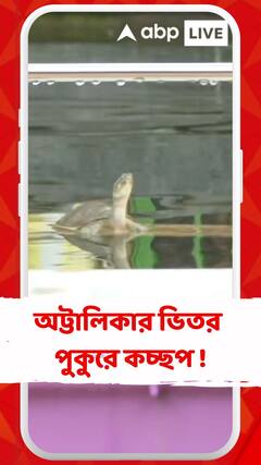 বন্যপ্রাণ আইনেও অভিযুক্ত জামাল,অট্টালিকার ভিতর পুকুরে কচ্ছপ !